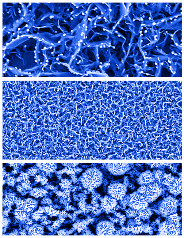 These color-enhanced scanning electron microscope images show nanosheets resembling tiny rose petals. The nanosheets are key components of a new type of biosensor that can detect minute concentrations of glucose in saliva, tears and urine. The technology might eventually help to eliminate or reduce the frequency of using pinpricks for diabetes testing. (Purdue University photo by Jeff Goecker)